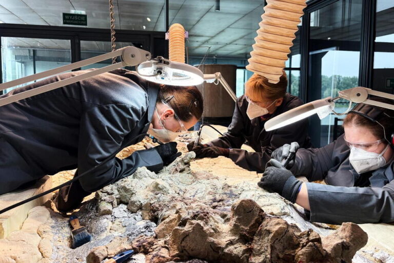 2,000 Volunteers Join a Painstaking Effort to Restore Massive Skeleton of Prehistoric Predator