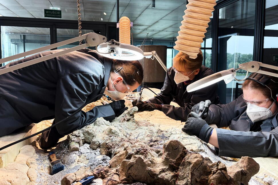 2,000 Volunteers Join a Painstaking Effort to Restore Massive Skeleton of Prehistoric Predator