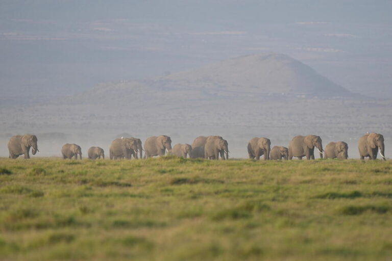 Kenya Says 15 Elephants Died of Cyanide Poisoning After Eating Tomatoes From Nearby Farms