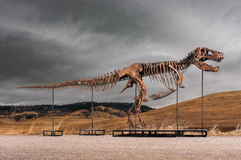 Mystery Bidder Buys T. Rex Nicknamed ‘Gus’ for a Record $50 Million