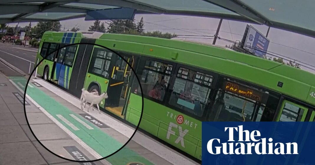 Baa-by's day out: two goats try to take the bus in Portland – video