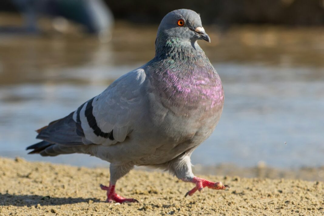 This Carrier Pidge app delivers texts at 110 mph, unless your virtual pigeon gets lost, distracted, or dies