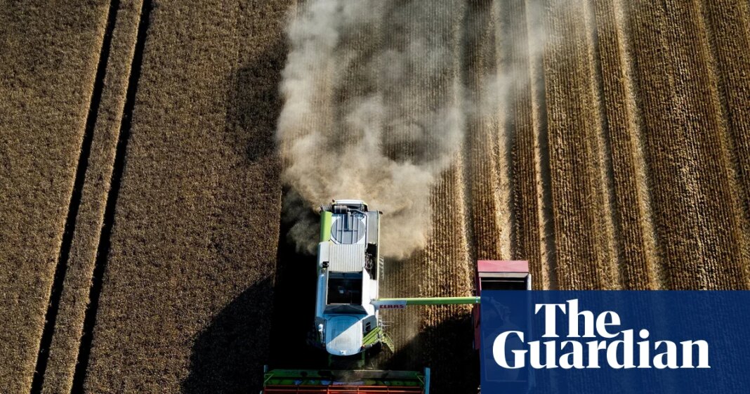 Global food prices at three-year high as heatwaves and wars push up crop costs | Food & drink industry