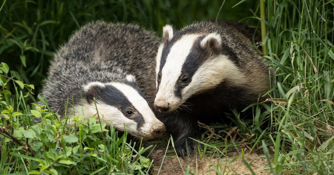 RSPCA advice to support wildlife struggling in dry weather | Personal Finance | Finance