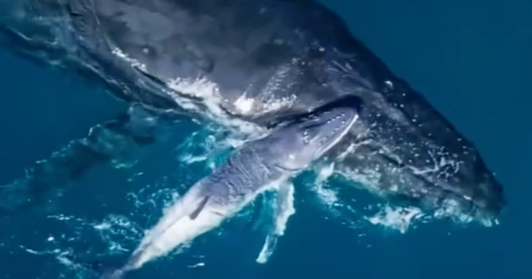 Rare footage of humpback whale birth captured on drone video: “A remarkable moment”
