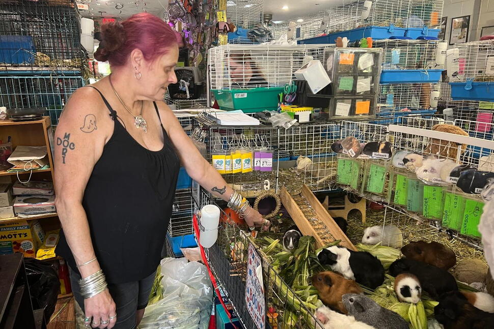 Hundreds of Guinea Pigs Fill Massachusetts Sanctuary With Squeals, Purrs and Lots of Love