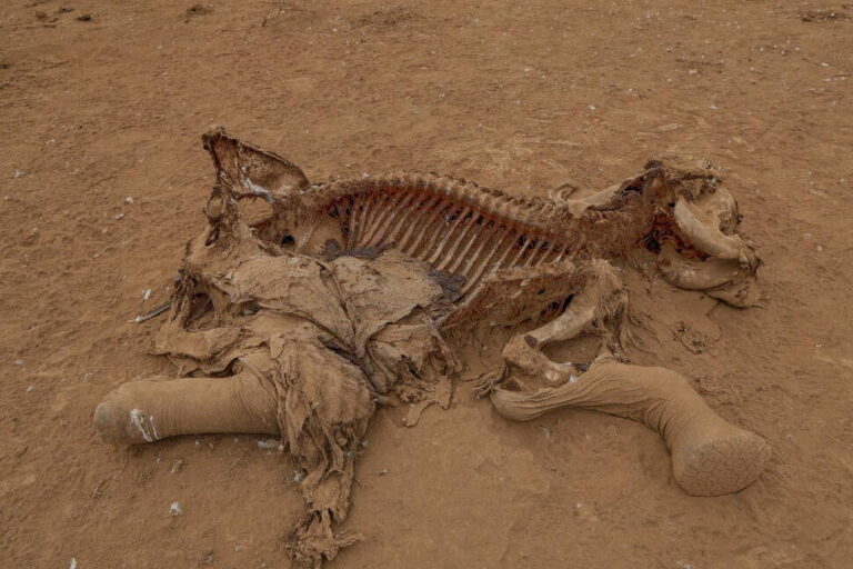 Farmers in Kenya Dispute That Cyanide Poisoning Could Have Killed 15 Elephants