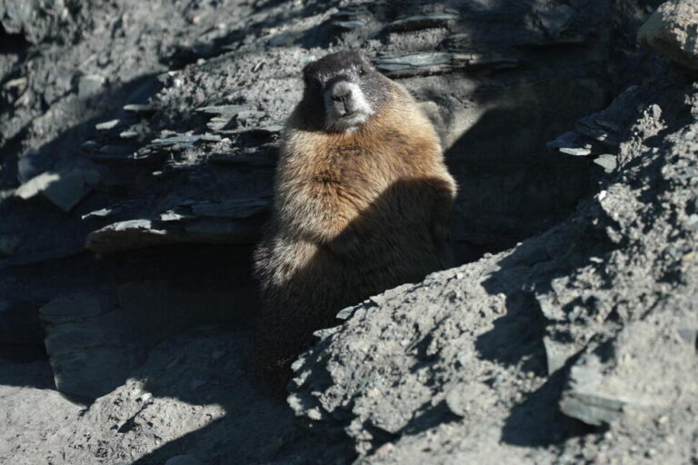 Move Over Bears. Fat Marmot Week Puts a Spotlight on the Alpine Rodents