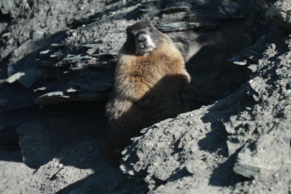 Move Over Bears. Fat Marmot Week Puts a Spotlight on the Alpine Rodents