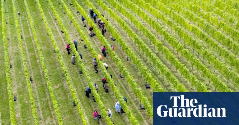 English winemakers expect ‘vintage year’ after record-breaking summer heat | England