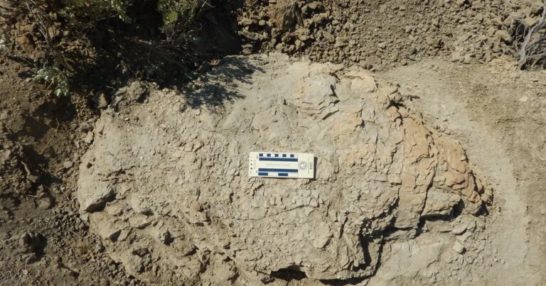 First-ever adult Tyrannosaurus rex trackway discovered in North Dakota badlands