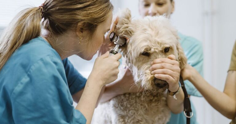 Vet prescription fees to be capped in major crackdown on soaring prices | Personal Finance | Finance