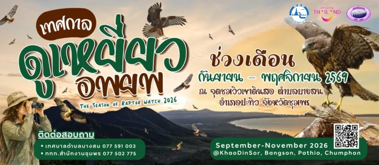 Thailand’s Chumphon Becomes a Wildlife Tourism Hotspot as Thousands of Raptors Fill Khao Dinsor Skies