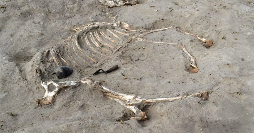 Scientists unearth complete remains of Egyptian warhorse given honorific burial some 3,000 years ago