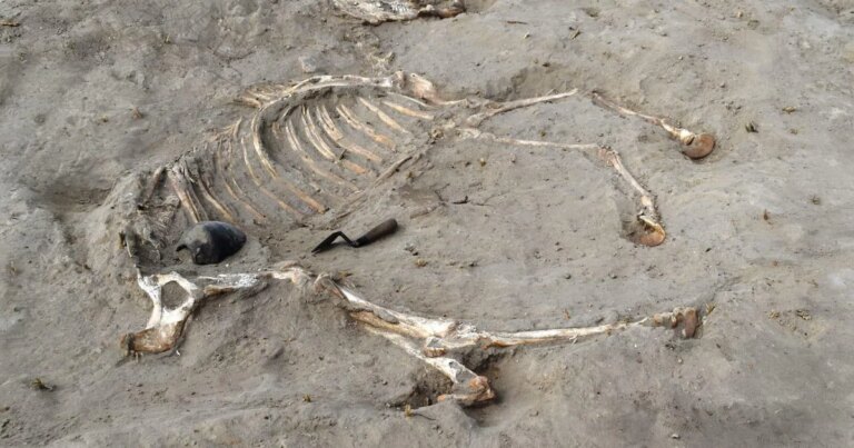 Scientists unearth complete remains of Egyptian warhorse given honorific burial some 3,000 years ago