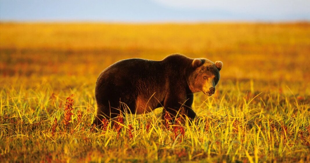6 people killed in bear attacks in Siberia, as official warns one town is “under siege”