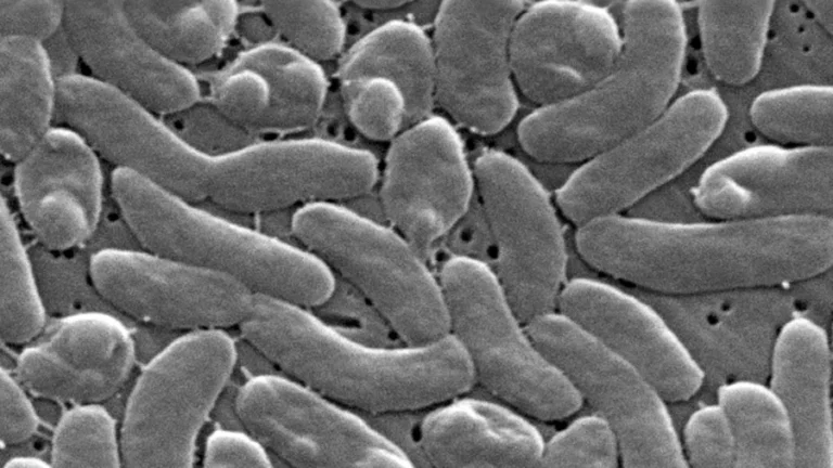 Florida Man Survives Flesh-Eating Bacteria After 101 Days in Hospital