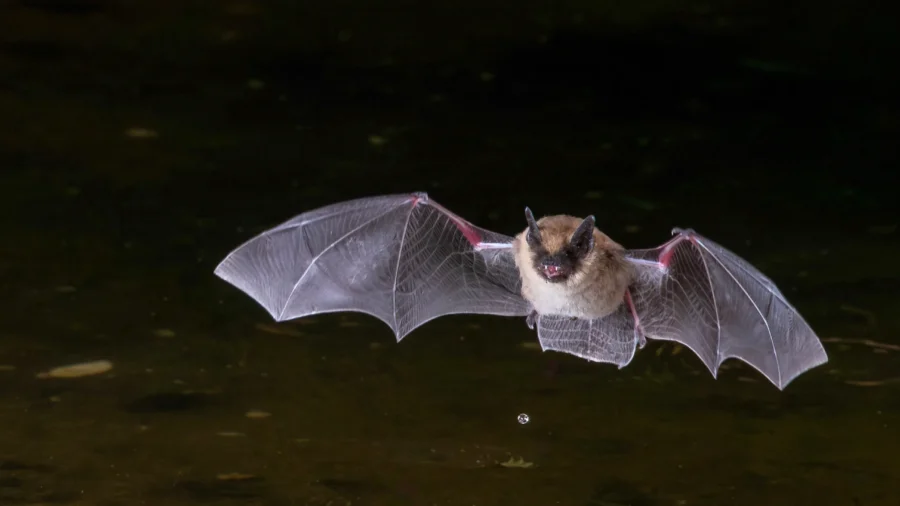 Health Officials Issue Warning After Record Number of Rabid Bats Detected in Los Angeles County
