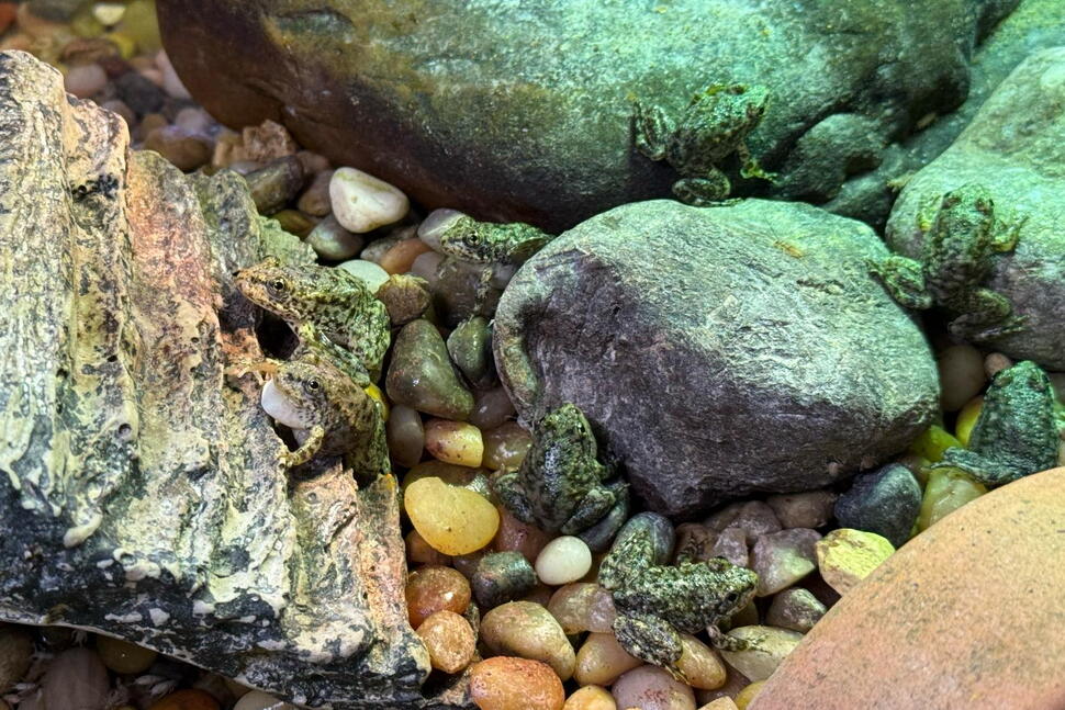 An Endangered Frog Nursery in LA Cares for Hundreds of Tadpoles Until They’re Ready for the Wild