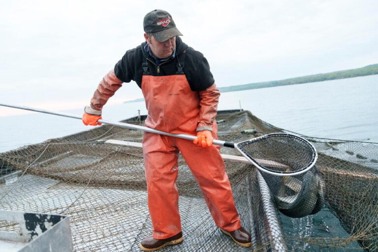 With No Time to Spare, Michigan Hatches a Great Lakes Whitefish Rescue Plan