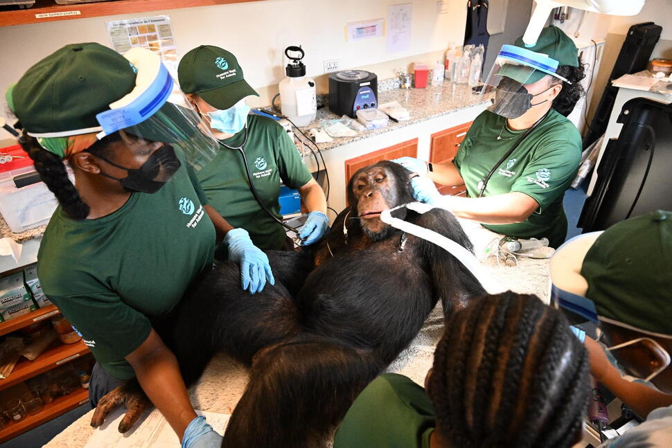 Chimpanzees Once Used for Vaccine Research Get Health Checks as Part of Long-Term Care