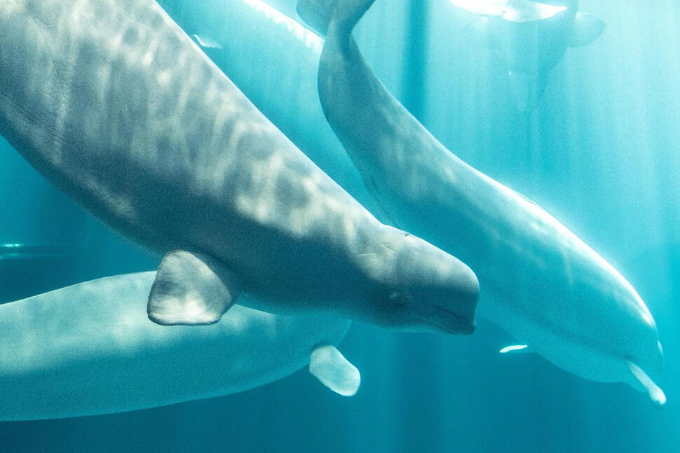 Another Beluga Whale Dies at Chicago Aquarium After Rescue Mission From Canada Park