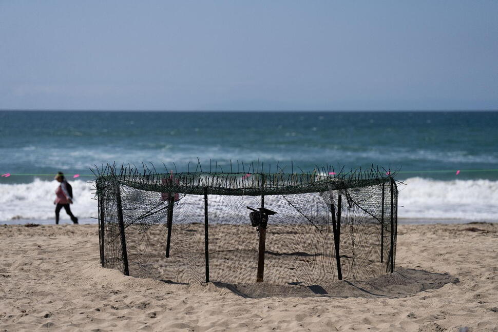 Agency Says Sea Turtle Eggs Laid on California Beaches Are a First for the US West Coast