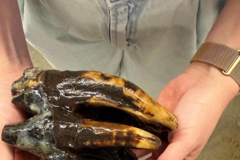 Well-Preserved Tooth From Pacific Mastodon Found in a Creek in San Francisco Bay Area