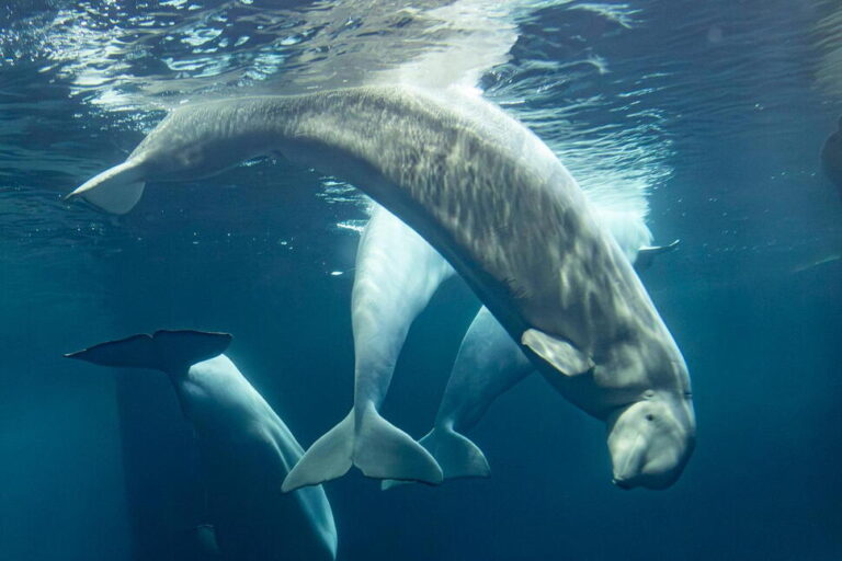 2 More Beluga Whales Die at Chicago Aquarium, Including 1 Recently Rescued From Canada