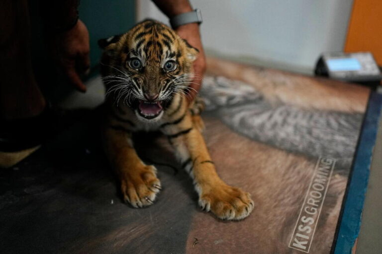 World’s Most Endangered Tigers Born in Greece as Zoos Build a Safety Net