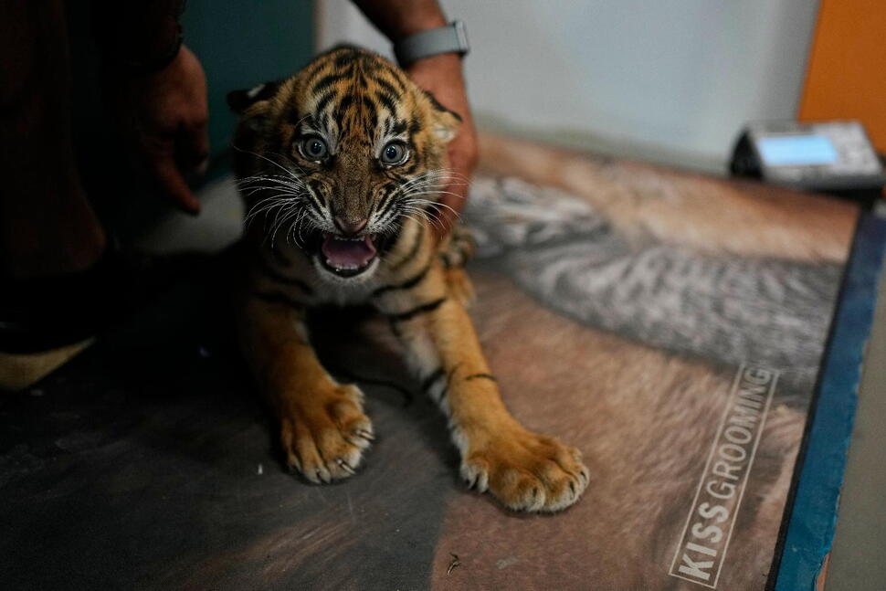 World’s Most Endangered Tigers Born in Greece as Zoos Build a Safety Net
