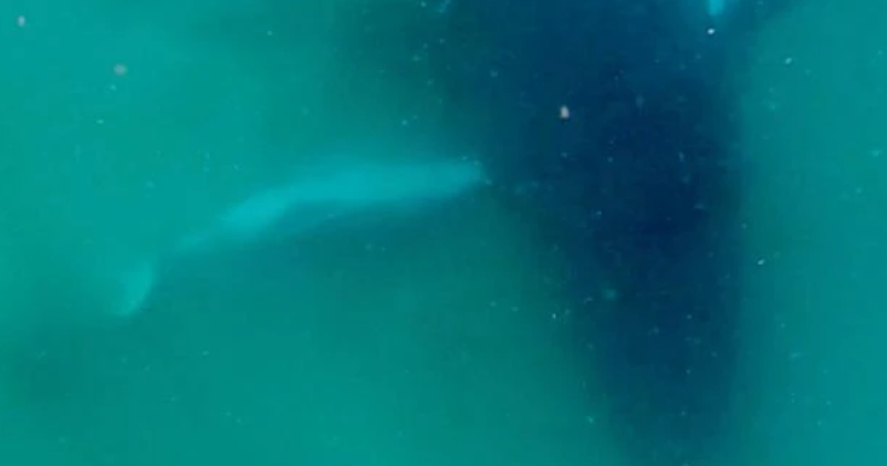 Humpback whale seen grieving dead calf in rare footage: “Heartbreaking to watch”