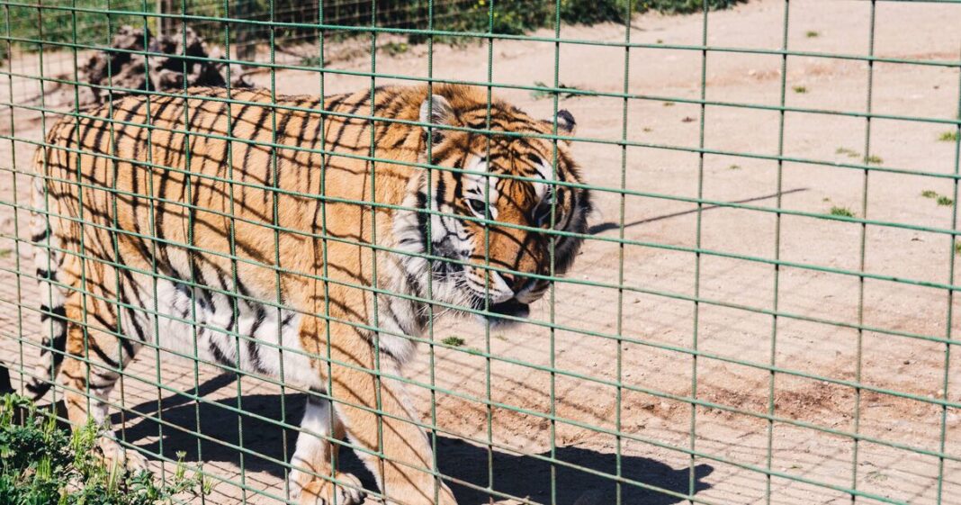 Heartbreaking last moments of man mauled by tiger at Yorkshire Wildlife Park revealed | UK | News