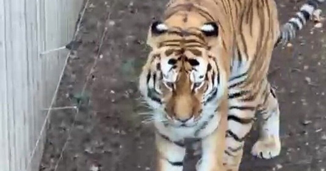 Man’s tragic final gesture to tiger before attack as witnesses recall scream | UK | News