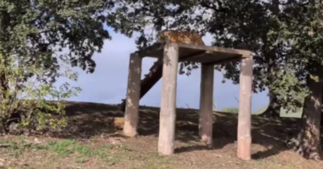 The 4 words stunned witnesses said as UK zoo victim walks up to tiger | UK | News