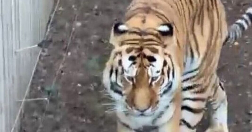 Yorkshire Wildlife Park issues major new update on fate of tiger after man mauled to death | UK | News
