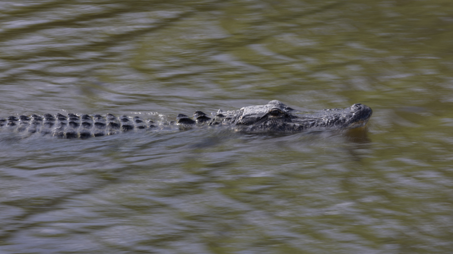 Alligator Kills 71-Year-Old Man Fishing From Shore in Florida