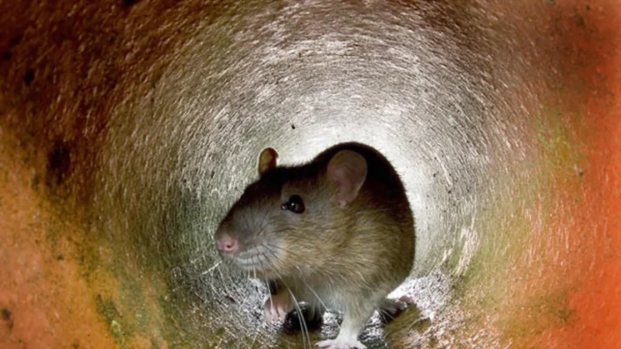 Rats Invade Homes, Damage Cars as Philadelphia Weighs Emergency Response