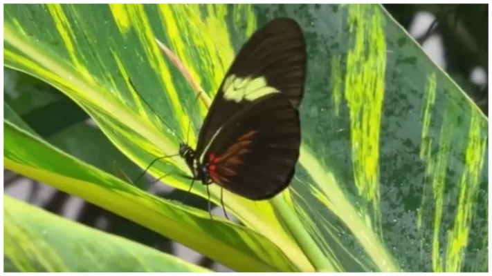 Monarch Butterflies’ Journey Comes to Life in New York Exhibition