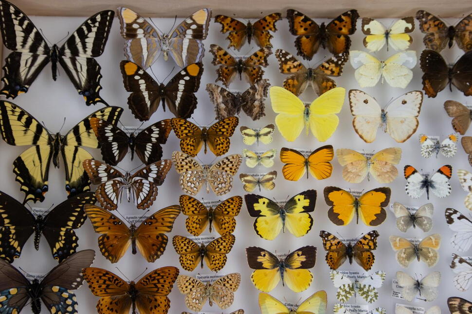 Nevada Scientist Among Those Logging ‘Lost’ Species as Fewer Endangered Species Are Listed
