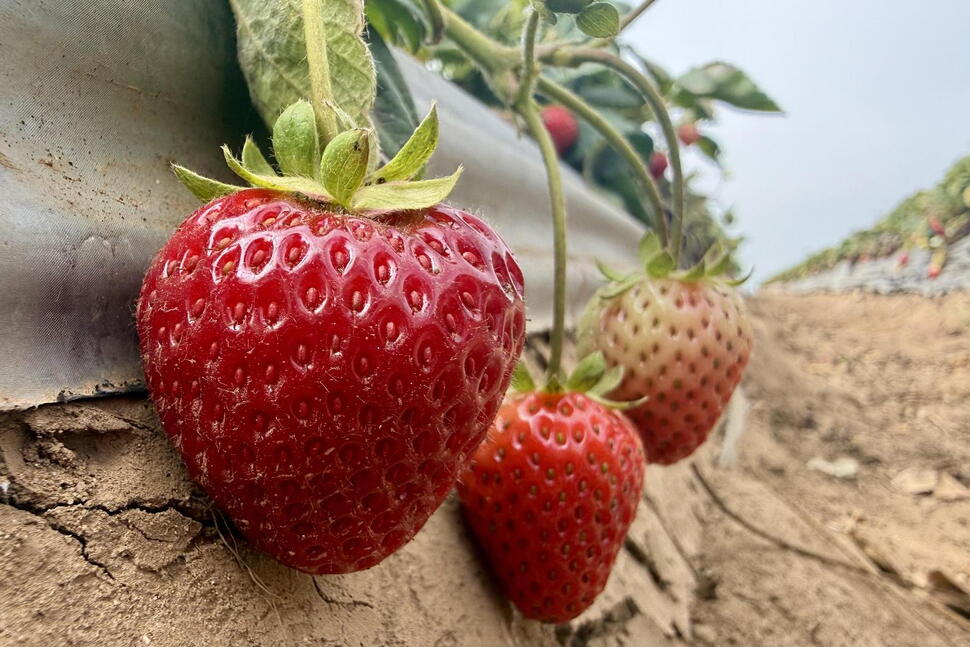 Strawberry Farmer Hopes Steam Holds the Key to Healthy Soil and a Better Crop