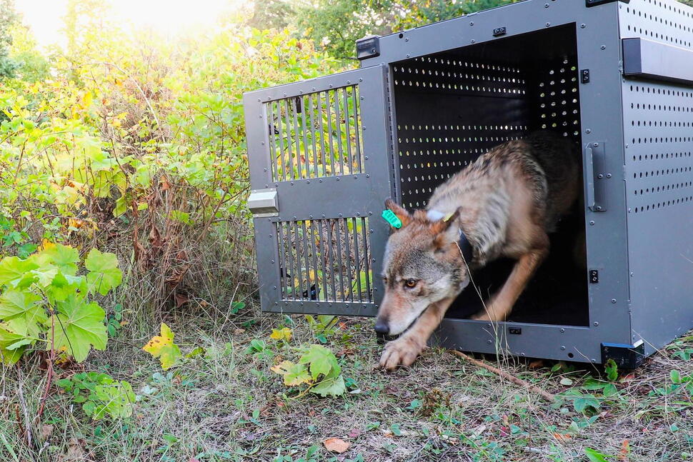 Isle Royale Wolves Inbred but Likely to Survive, Study Says